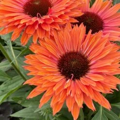 Echinacea SunSeekers Rainbow ('IFECSSRA') (PBR) (SunSeekers Series) -Plants Shop pl2000036167 card5 lg