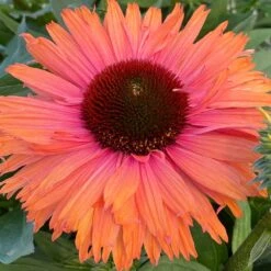 Echinacea SunSeekers Rainbow ('IFECSSRA') (PBR) (SunSeekers Series) -Plants Shop pl2000036167 card6 lg