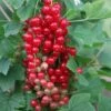 Redcurrant 'Jonkheer Van Tets'