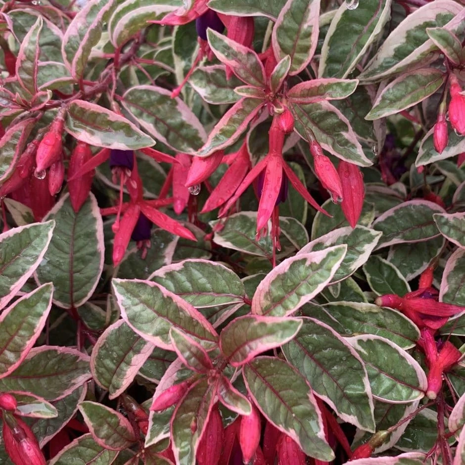 Fuchsia 'Sunray' 1 Fuchsia 'Sunray'