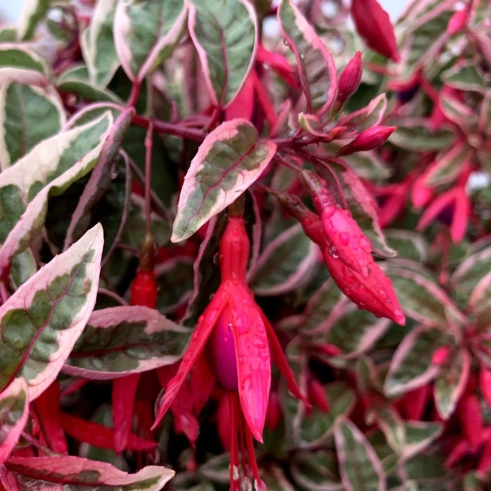 Fuchsia 'Sunray' 2 Fuchsia 'Sunray' - Image 2