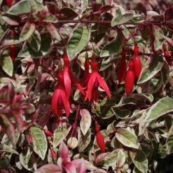 Fuchsia 'Sunray' 6 Fuchsia 'Sunray' -Plants Shop pl2000036241 card3 lg