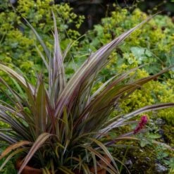 Astelia Nervosa 'Westland' -Plants Shop pl2000036243 card3 lg