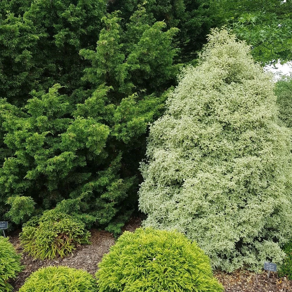 Pittosporum Tenuifolium 'Silver Queen' 2 Pittosporum Tenuifolium 'Silver Queen' - Image 2