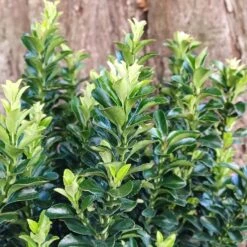 Euonymus Japonicus 'Green Rocket'