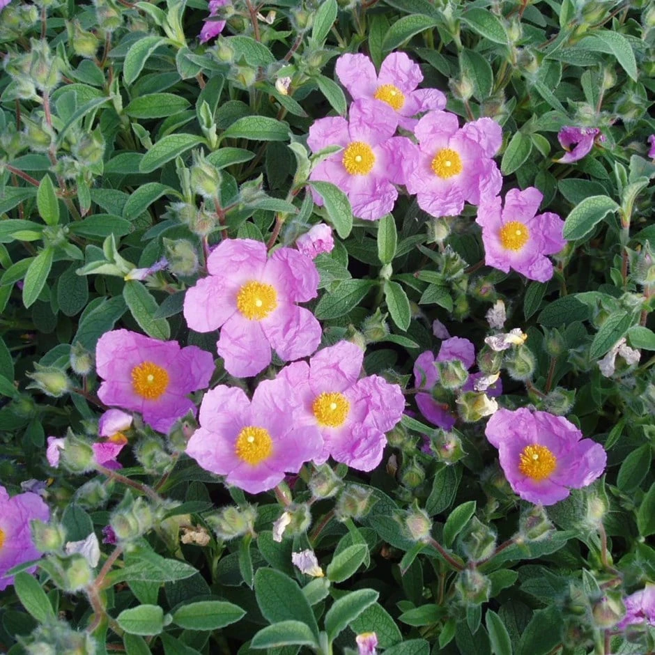 Cistus Creticus 1 Cistus Creticus