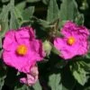 Cistus × Pulverulentus 'Sunset'