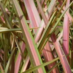 Phormium 'Jester'