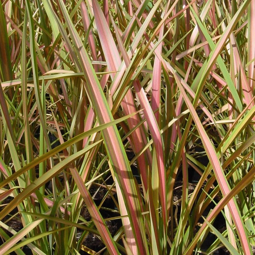 Phormium 'Jester' 2 Phormium 'Jester' - Image 2