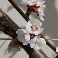 Apricot 'Tomcot' -Plants Shop pl2000036817 card3 lg