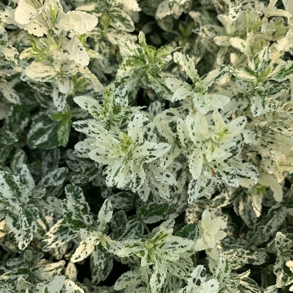 Euonymus Fortunei 'Harlequin' 3 Euonymus Fortunei 'Harlequin' - Image 3