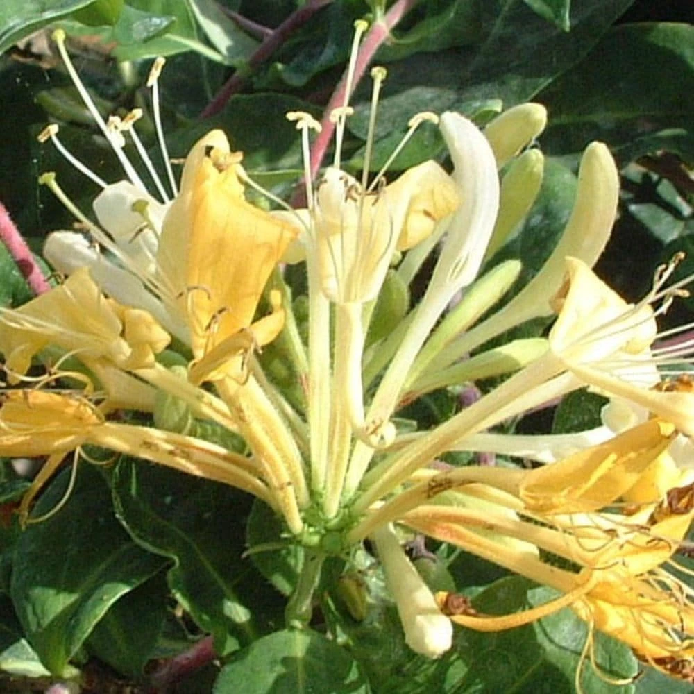 Lonicera Periclymenum 'Sweet Sue' 2 Lonicera Periclymenum 'Sweet Sue' - Image 2