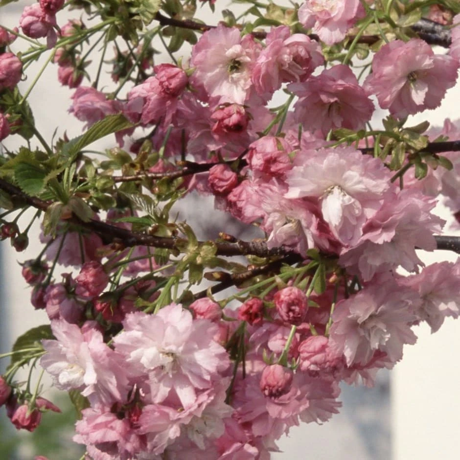 Prunus 'Little Pink Perfection' 1 Prunus 'Little Pink Perfection'