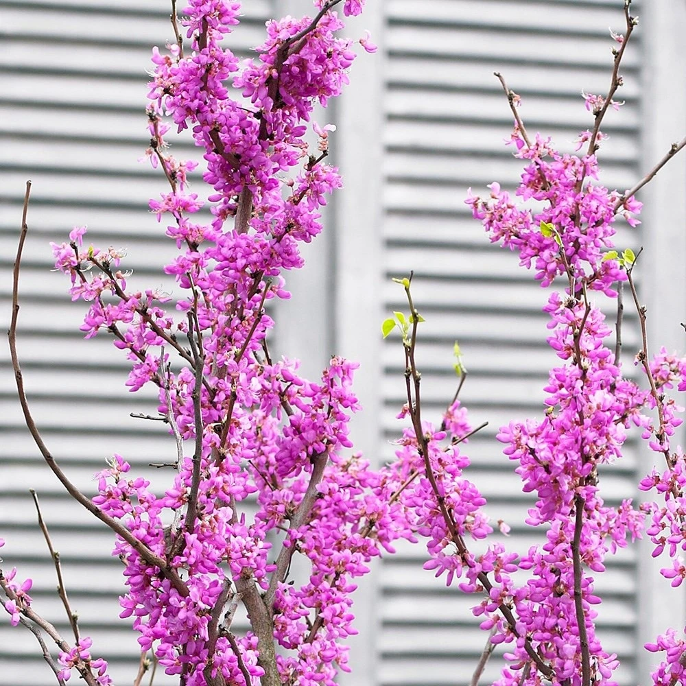 Cercis Chinensis 'Avondale' 2 Cercis Chinensis 'Avondale' - Image 2