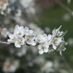 Pyrus Salicifolia 'Pendula' -Plants Shop pl2000036892 card3 lg
