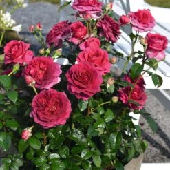 Rosa Timeless Purple ('Noa38121') (PBR) 7 Rosa Timeless Purple ('Noa38121') (PBR) -Plants Shop pl2000036975 card4 lg