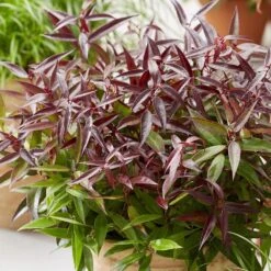 Leucothoe Keiskei Burning Love ('Opstal 50') (PBR) -Plants Shop pl2000037072 card3 lg