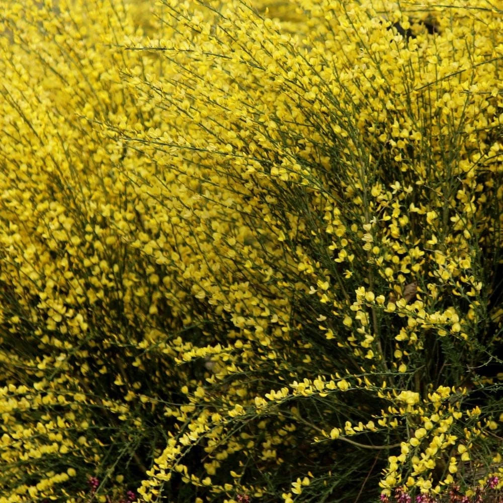 Cytisus × Praecox 'Allgold' 2 Cytisus × Praecox 'Allgold' - Image 2