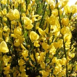 Cytisus × Praecox 'Allgold' 5 Cytisus × Praecox 'Allgold' -Plants Shop pl2000037170 card3 lg