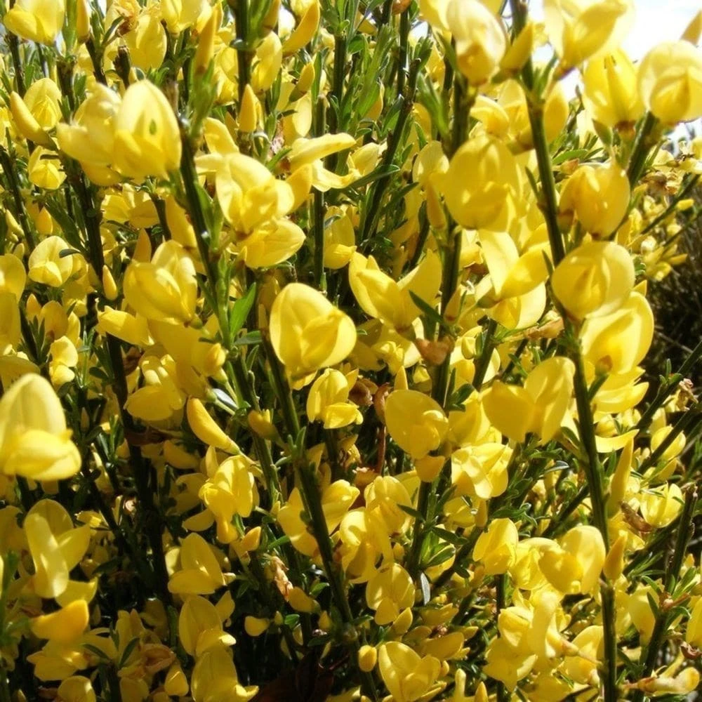 Cytisus × Praecox 'Allgold' 3 Cytisus × Praecox 'Allgold' - Image 3