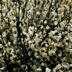 Cytisus × Praecox 'Albus'