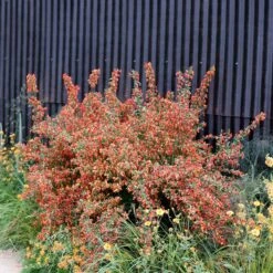 Cytisus 'Lena'