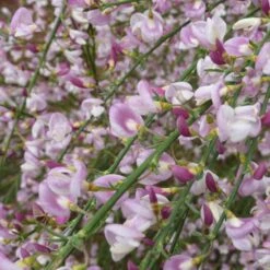 Cytisus 'Moyclare Pink'