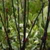 Cornus Alba 'Kesselringii'