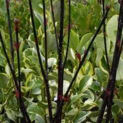 Cornus Alba 'Kesselringii'