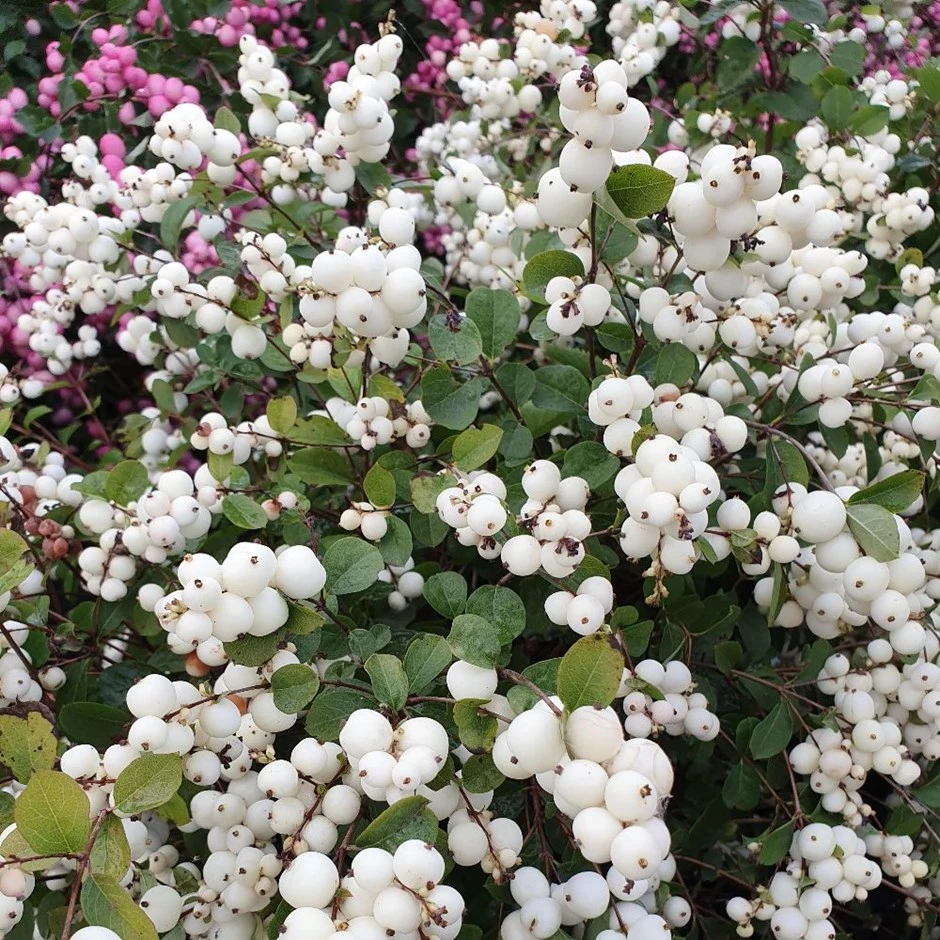 Symphoricarpos Magical Galaxy ('Kolmgala') (PBR) 1 Symphoricarpos Magical Galaxy ('Kolmgala') (PBR)