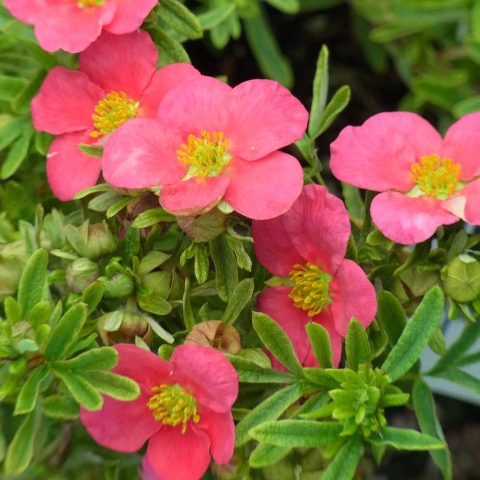 Potentilla Fruticosa Bellissima ('Hachliss') (PBR) 1 Potentilla Fruticosa Bellissima ('Hachliss') (PBR)
