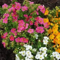 Potentilla Fruticosa Bellissima ('Hachliss') (PBR) 5 Potentilla Fruticosa Bellissima ('Hachliss') (PBR) -Plants Shop pl2000037211 card3 lg