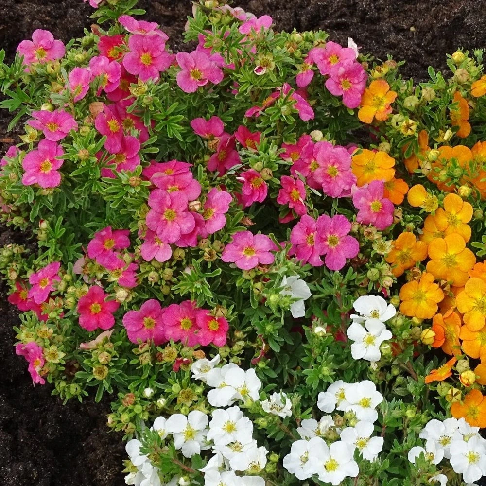 Potentilla Fruticosa Bellissima ('Hachliss') (PBR) 3 Potentilla Fruticosa Bellissima ('Hachliss') (PBR) - Image 3
