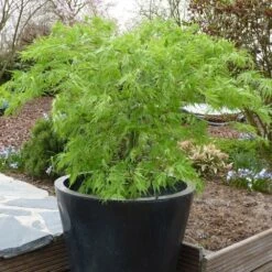 Acer Palmatum 'Dissectum' 7 Acer Palmatum 'Dissectum' -Plants Shop pl2000037215 card3 lg