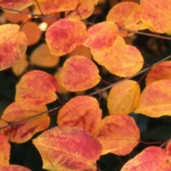 Cercidiphyllum Japonicum -Plants Shop pl2000037239 card3 lg