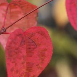 Cercidiphyllum Japonicum -Plants Shop pl2000037239 card4 lg