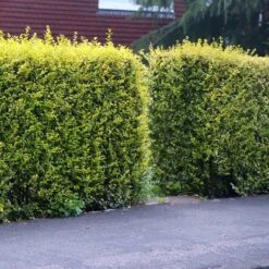 Ligustrum 'Aureum' - Golden Privet Hedging