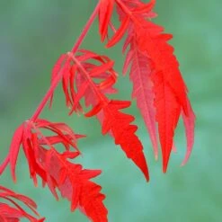 Rhus Typhina Tiger Eyes ('Bailtiger') 5 Rhus Typhina Tiger Eyes ('Bailtiger') -Plants Shop pl2000037246 card3 lg