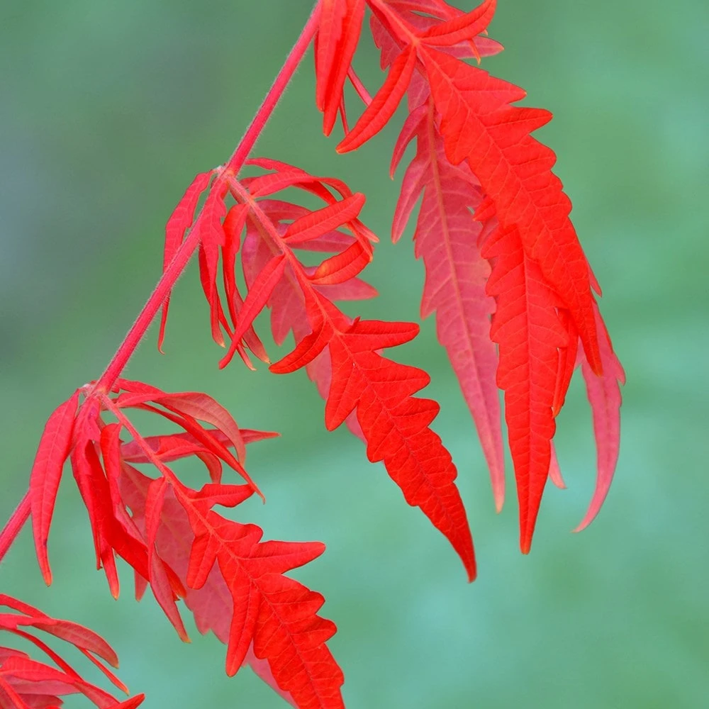 Rhus Typhina Tiger Eyes ('Bailtiger') 3 Rhus Typhina Tiger Eyes ('Bailtiger') - Image 3