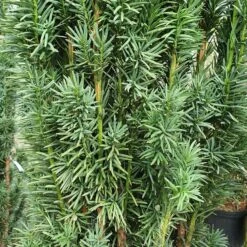 Taxus Baccata 'Fastigiata Robusta'