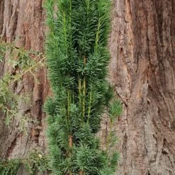 Taxus Baccata 'Fastigiata Robusta' -Plants Shop pl2000037288 card3 lg