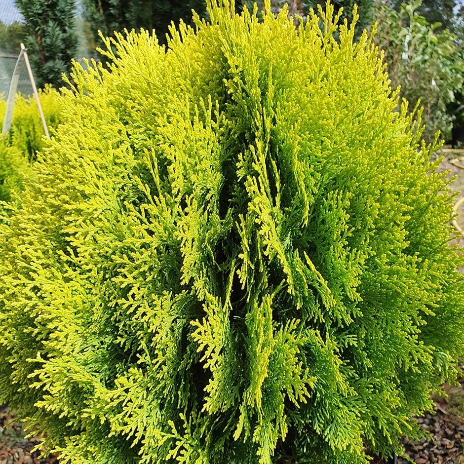 Platycladus Orientalis 'Aurea Nana' 1 Platycladus Orientalis 'Aurea Nana'