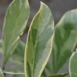 Skimmia Japonica 'Perosa' (PBR) (male) 5 Skimmia Japonica 'Perosa' (PBR) (male) -Plants Shop pl2000037358 card3 lg