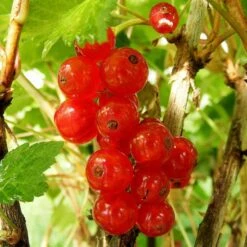 Redcurrant 'Rosetta'