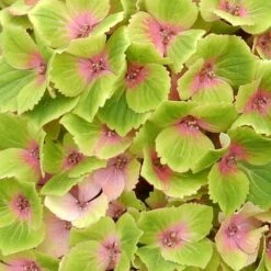 Hydrangea Macrophylla Magical Green Delight ('Hokomagrede') (PBR) 7 Hydrangea Macrophylla Magical Green Delight ('Hokomagrede') (PBR) -Plants Shop pl2000037395 card3 lg