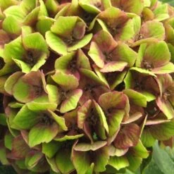 Hydrangea Macrophylla Magical Green Delight ('Hokomagrede') (PBR) 8 Hydrangea Macrophylla Magical Green Delight ('Hokomagrede') (PBR) -Plants Shop pl2000037395 card4 lg