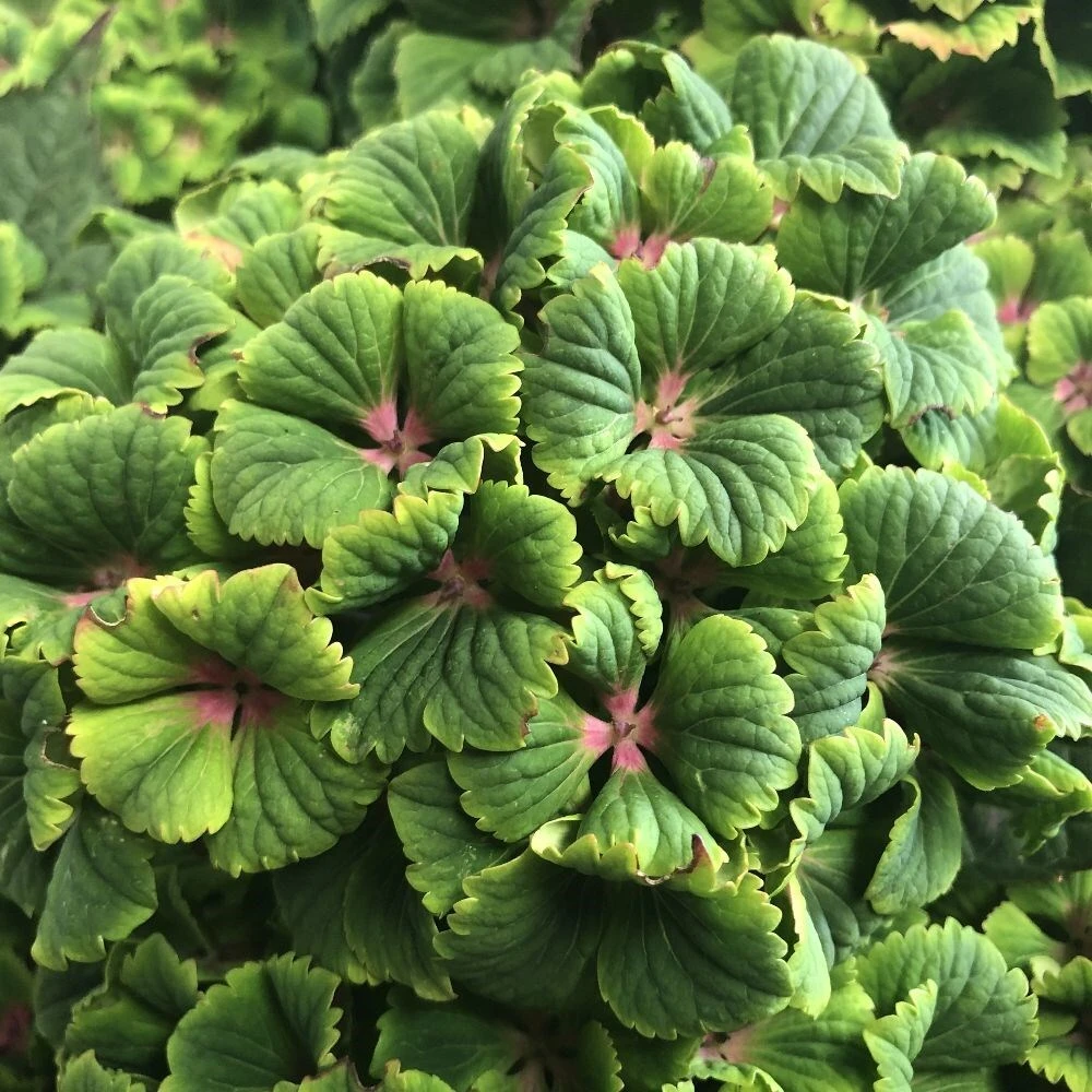 Hydrangea Macrophylla Magical Green Delight ('Hokomagrede') (PBR) 5 Hydrangea Macrophylla Magical Green Delight ('Hokomagrede') (PBR) - Image 5