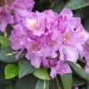 Rhododendron 'Goldflimmer'