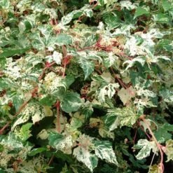 Plants Shop 16 Ampelopsis Brevipedunculata 'Elegans'