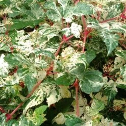 Plants Shop -Plants Shop pl2000037432 card2 lg